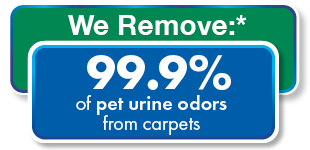 Pet Urine Removal Treatment